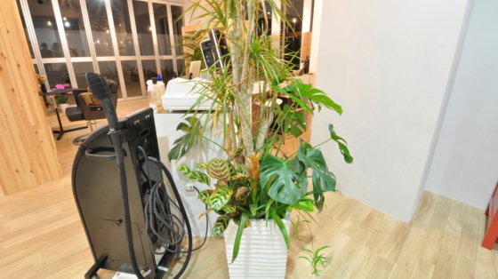 LUCE HAIR DESIGN様 観葉植物